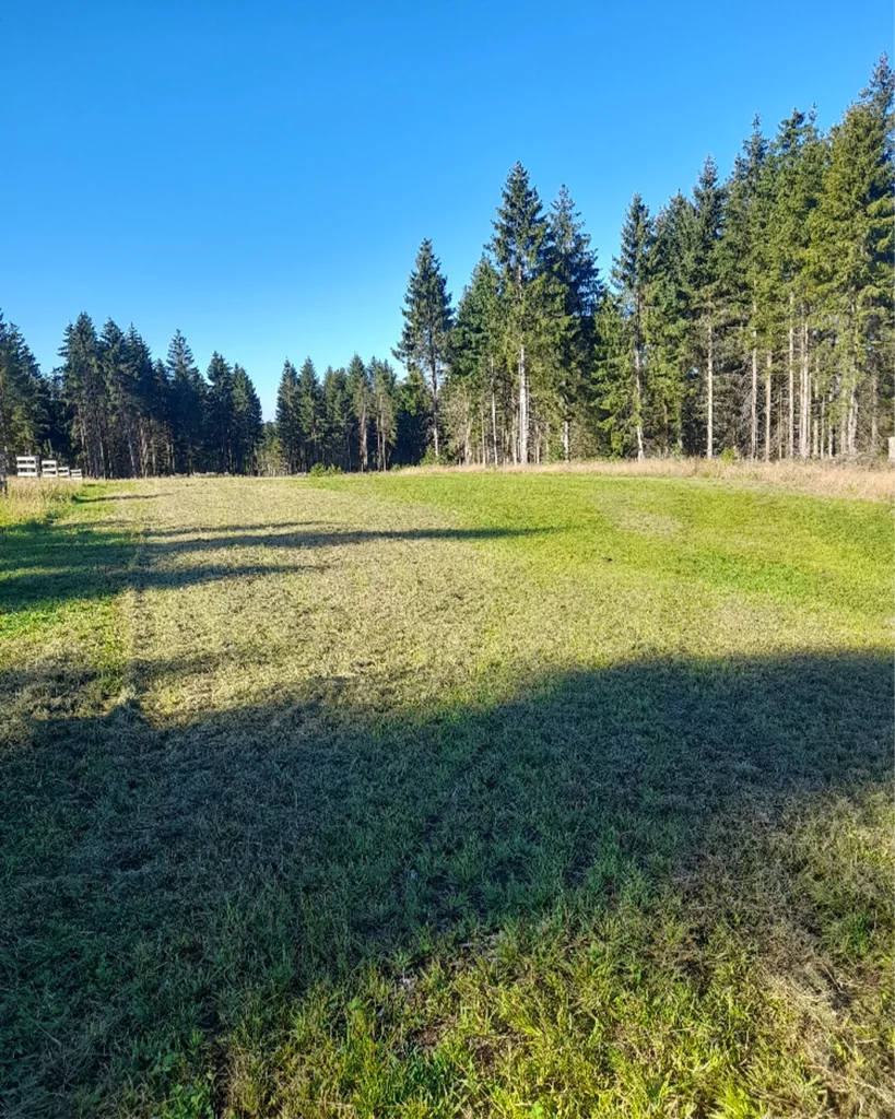 Wildäsungfläche